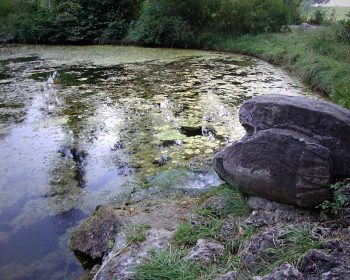 Oberer Teich 3