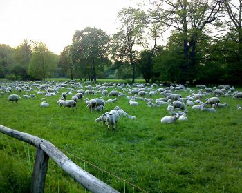 Schafe Goethepark